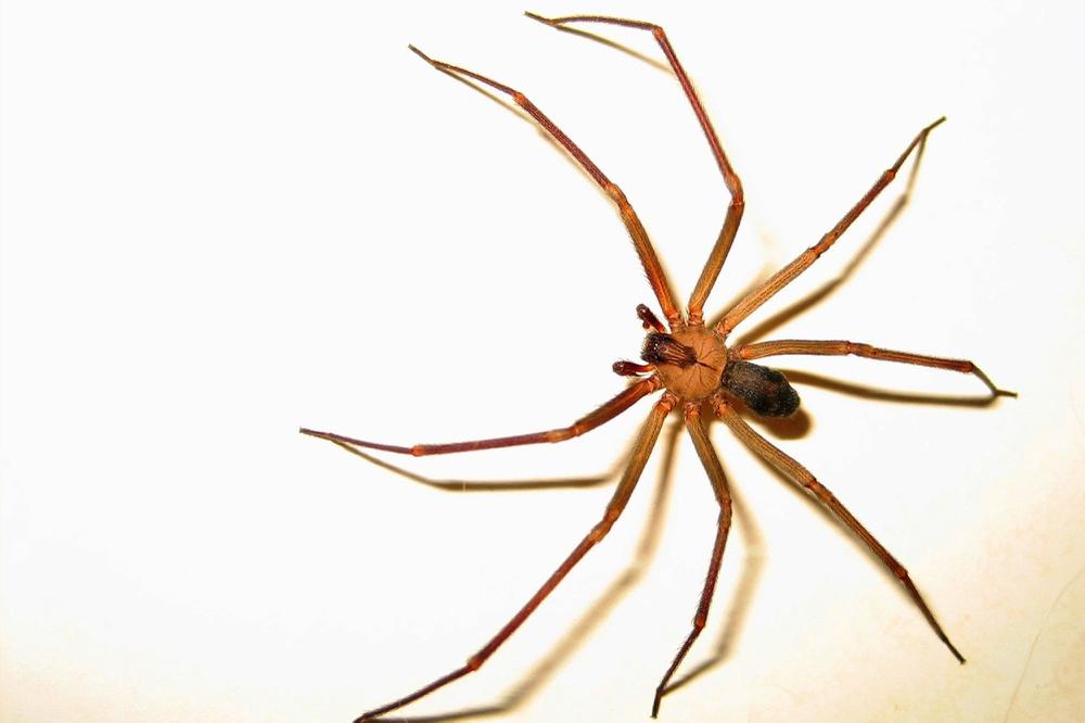 Araña del rincón Pertenece a la misma familia de la araña Viuda Negra y su veneno es tan peligroso como el de su pariente cercano